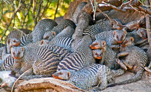 Banded mongoose troops are radio-collared and tracked across the landscape in Botswana.: Photograph courtesy of B. Fairbanks, Virginia Tech